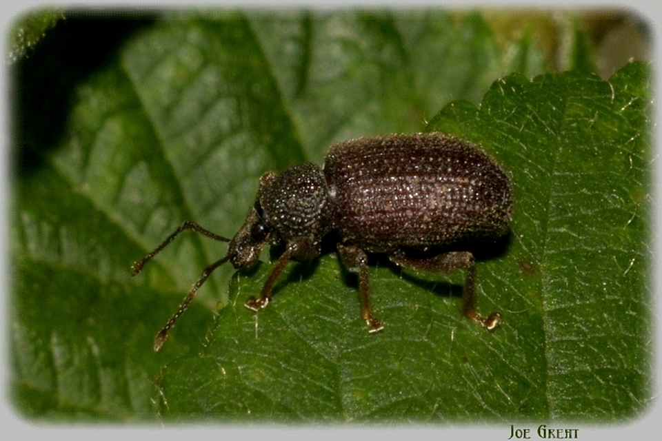Otiorhynchus rugosostriatus - szamóca-gyalogormányos