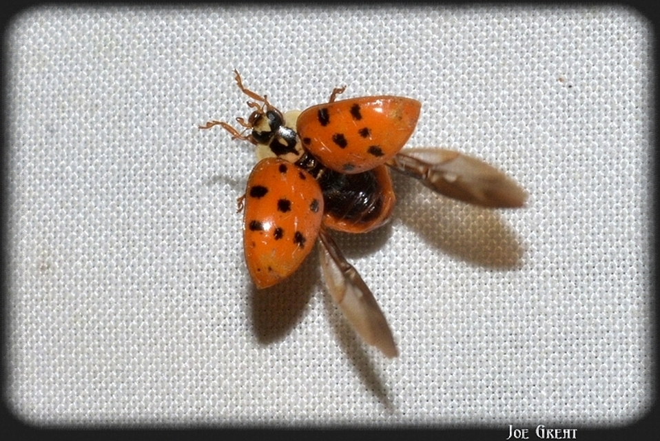 Harmonia axyridis - harlekinkatica