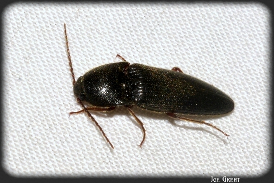 Elateridae - pattanóbogárfélék