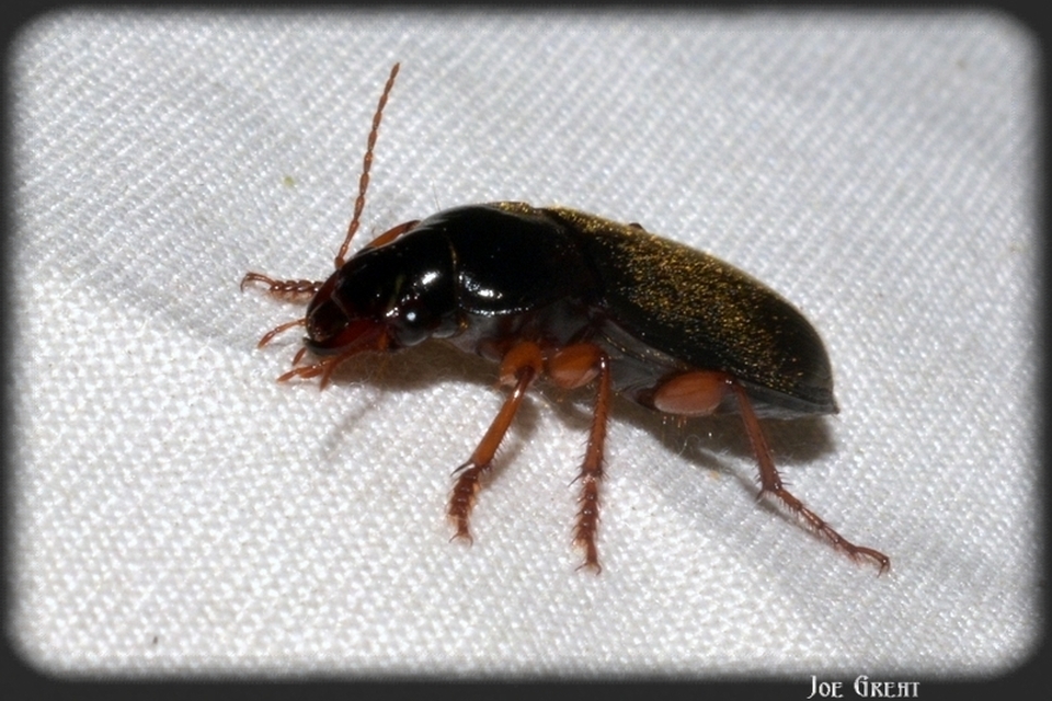 Harpalus rufipes - nagy selymesfutó