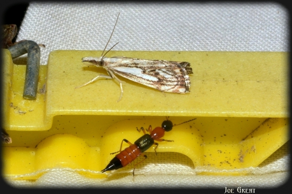 Paederus
