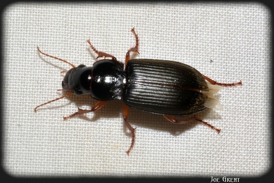 Harpalus rufipes - nagy selymesfutó