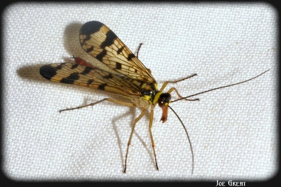Mecoptera - Csőrösrovarok