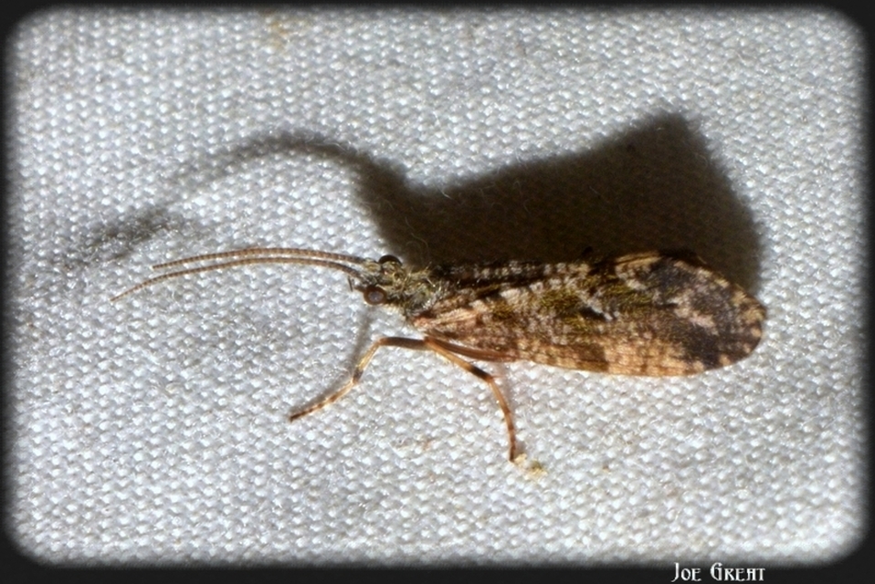 Trichoptera - Tegzesek