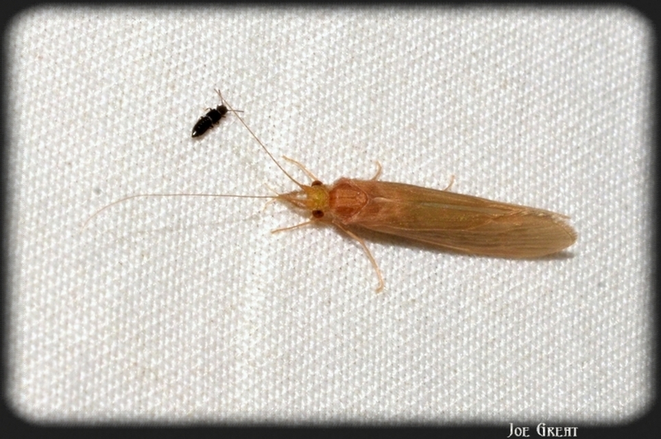 Trichoptera - Tegzesek