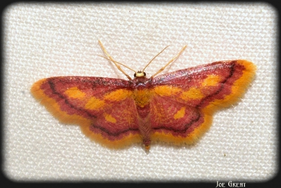 Idaea muricata - mocsári pirosaraszoló