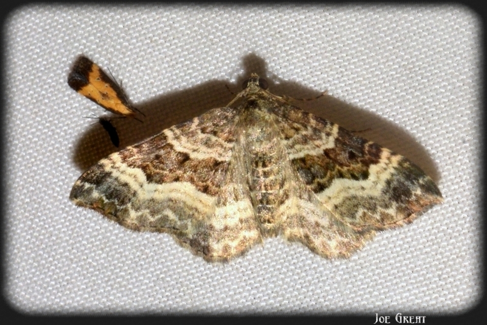 Epirrhoe alternata - galaj-tarkaaraszoló