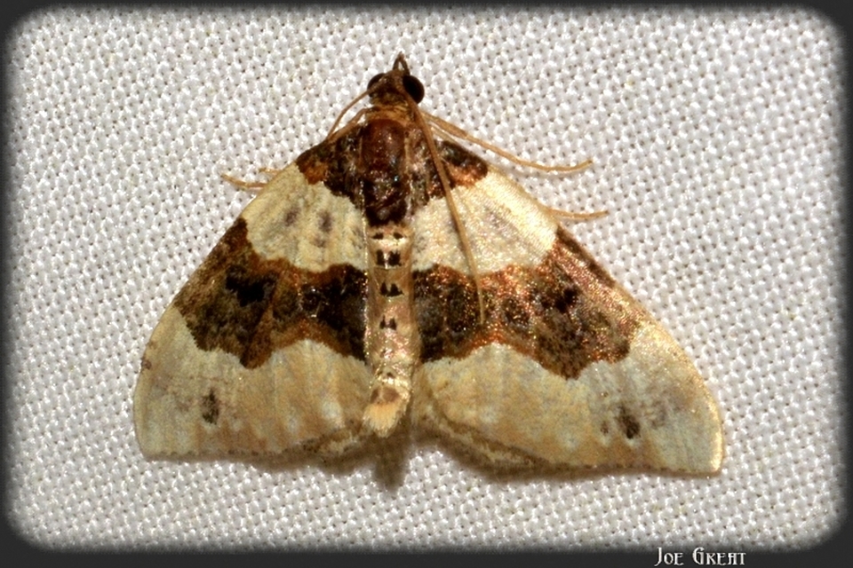 Cosmorhoe ocellata - szemes galajaraszoló