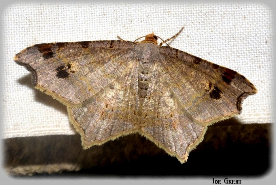 Macaria alternata - közönséges szürkearaszoló