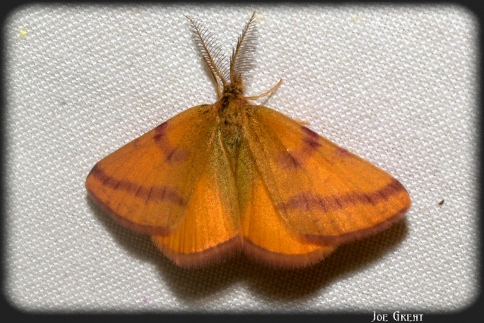 Lythria purpuraria - bíborsávos araszoló