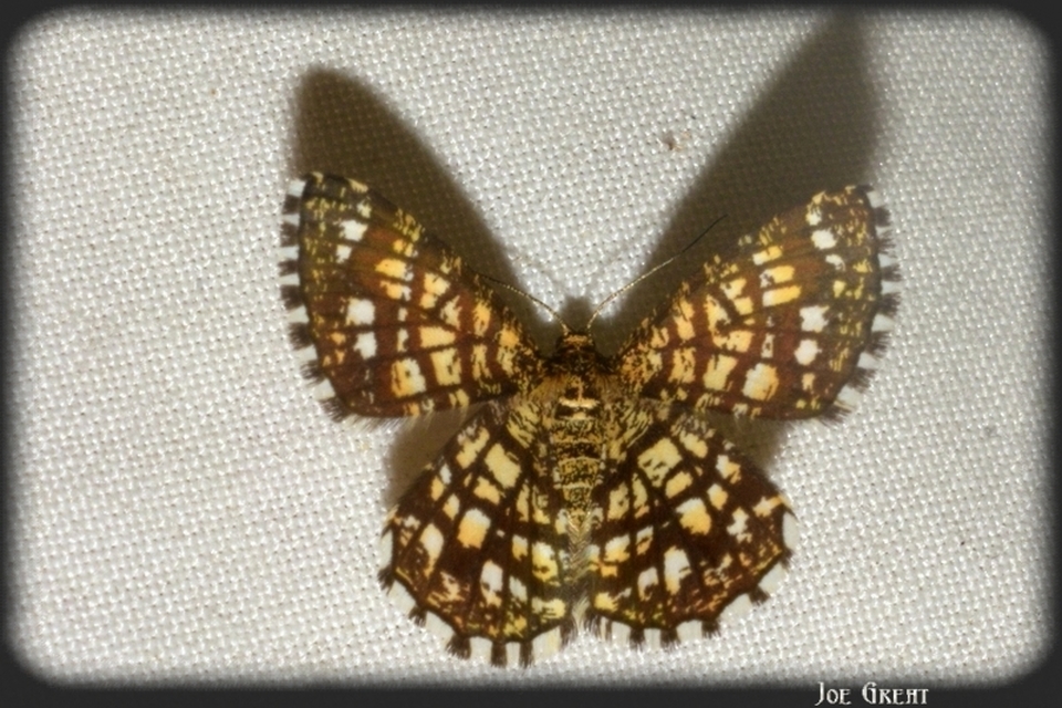 Chiasmia clathrata - rácsos rétiaraszoló