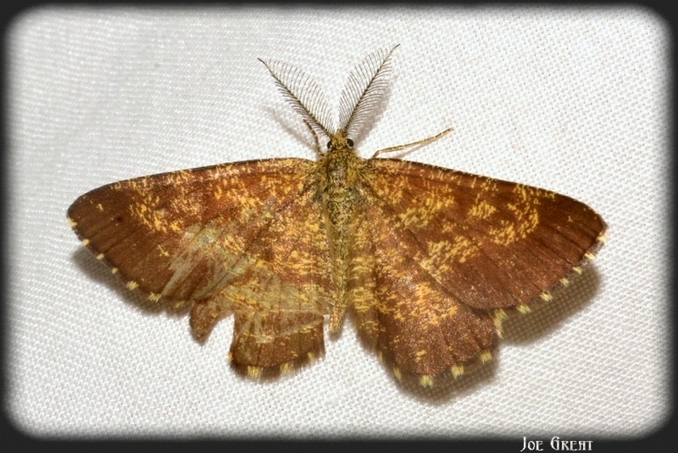 Ematurga atomaria - barna rétiaraszoló