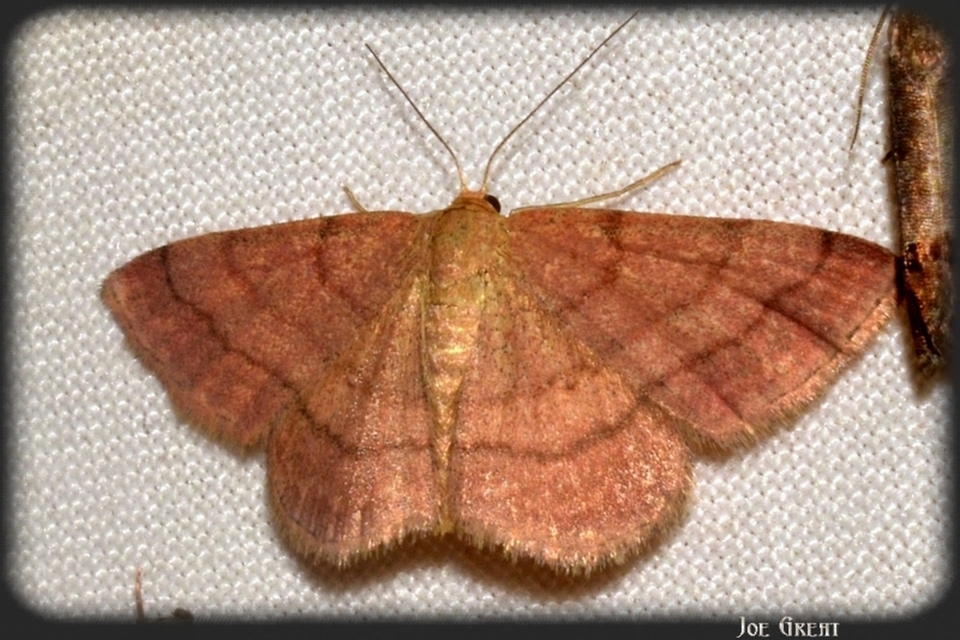 Scopula rubiginata - réti pirosaraszoló