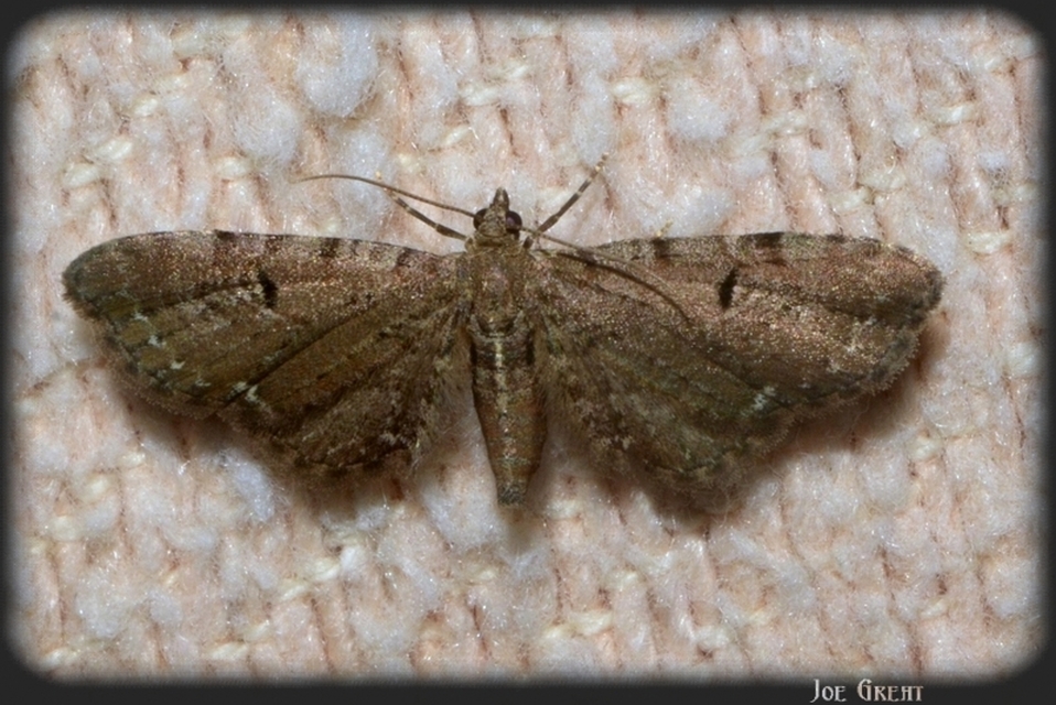 Eupithecia