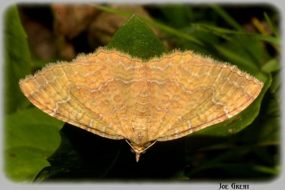 Camptogramma bilineata - kétvonalas sávosaraszoló