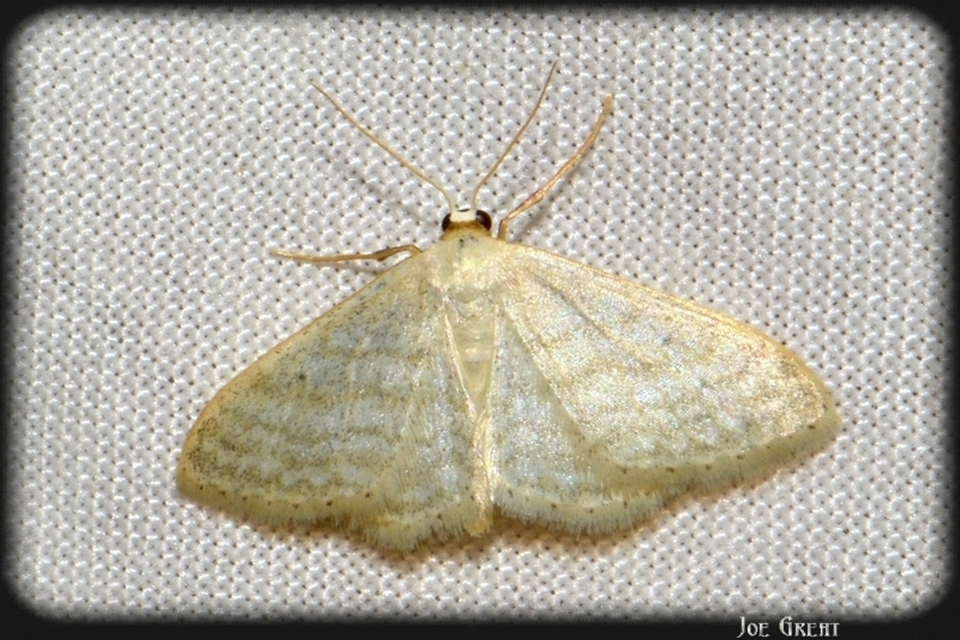 Idaea subsericeata - ötvonalas apróaraszoló