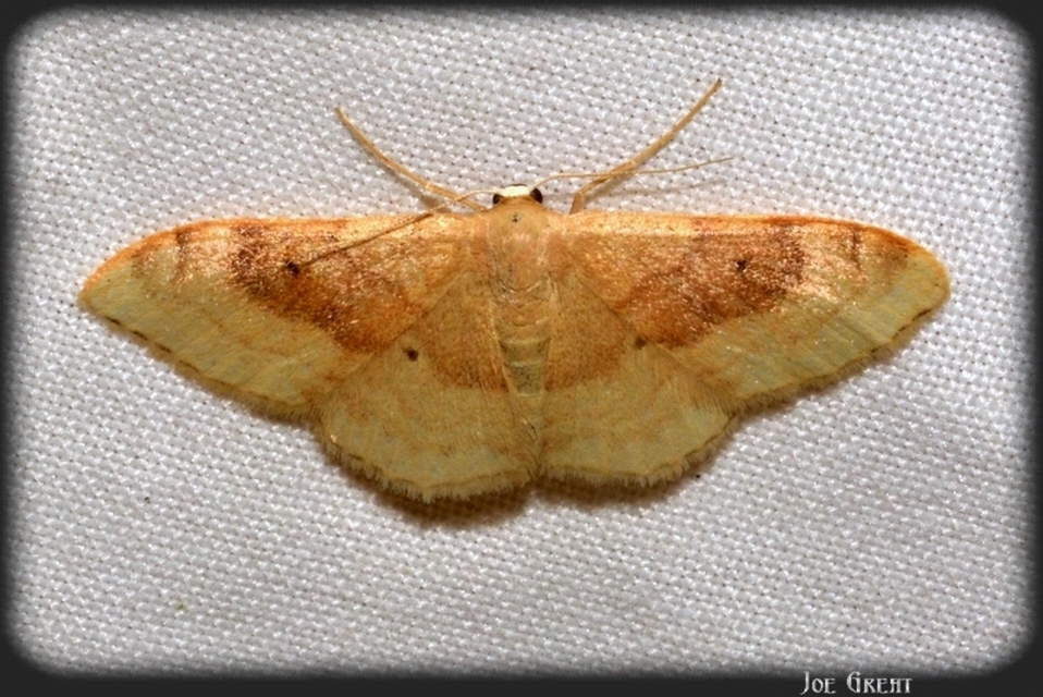 Idaea degeneraria - barnasávos araszoló