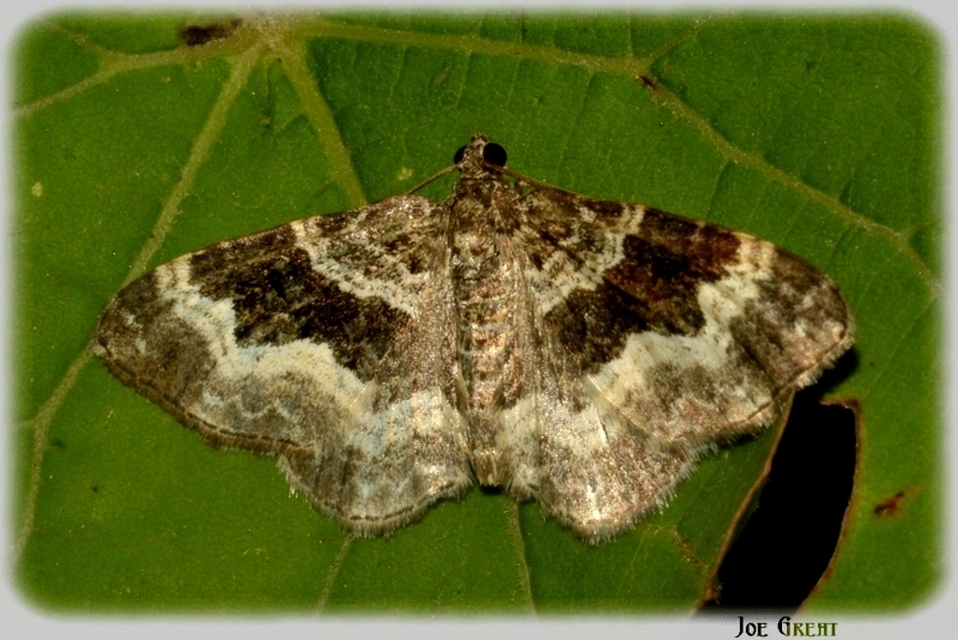 Epirrhoe alternata - galaj-tarkaaraszoló