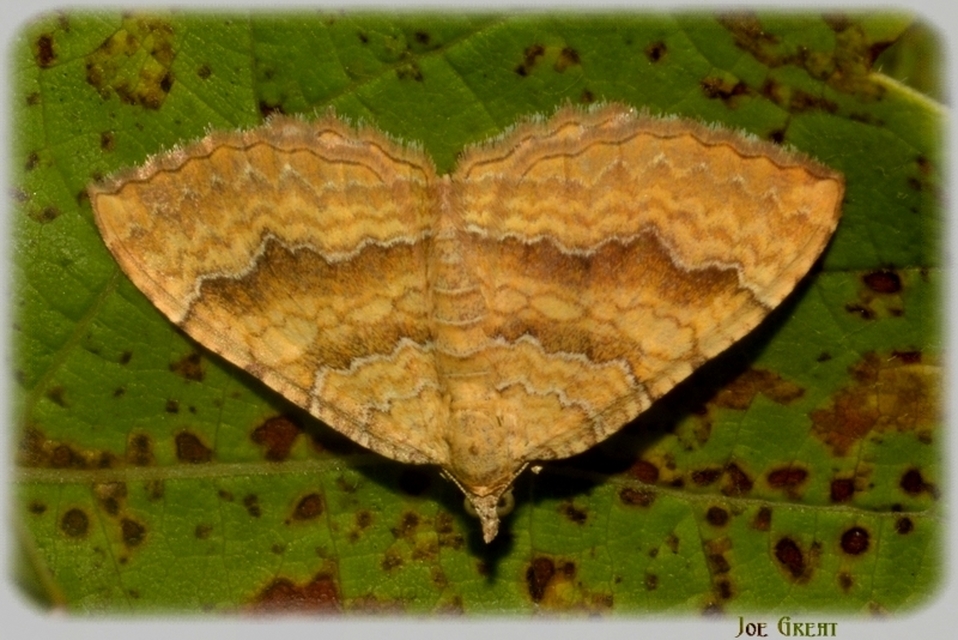 Camptogramma bilineata - kétvonalas sávosaraszoló