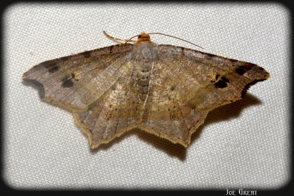 Macaria alternata - közönséges szürkearaszoló