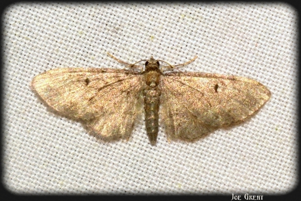 Eupithecia