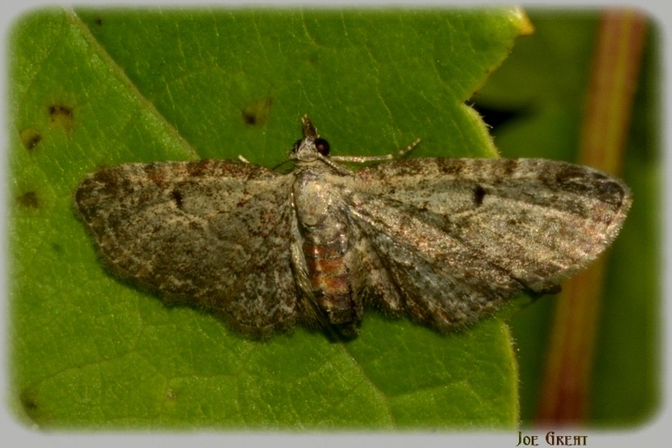 Eupithecia tenuiata - sötétszegélyű törpearaszoló