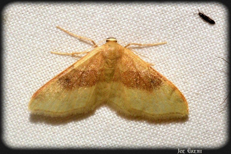 Idaea degeneraria - barnasávos araszoló