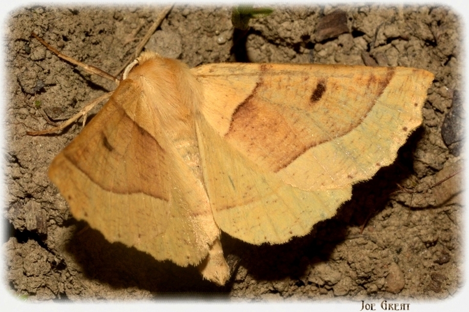 Crocallis elinguaria - sárga sávosaraszoló