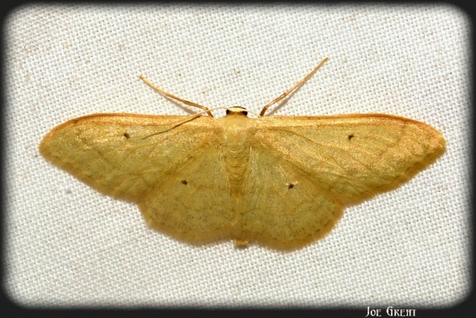 Idaea straminata - szalmasárga sávosaraszoló