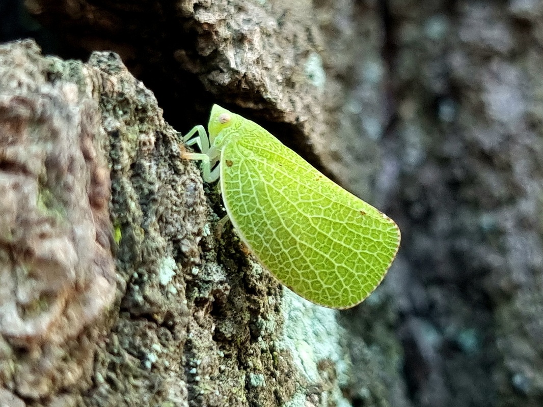 Acanalonia conica - élénkzöld lepkekabóca