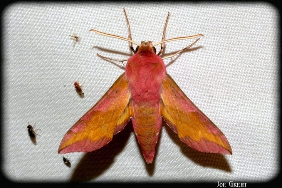 Deilephila porcellus - piros szender