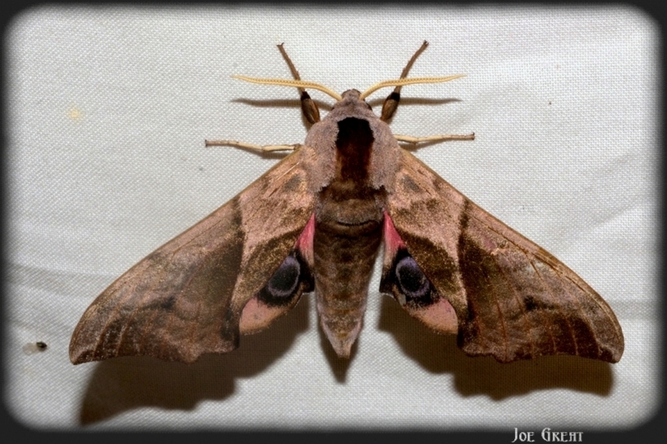 Smerinthus ocellatus - esti pávaszem