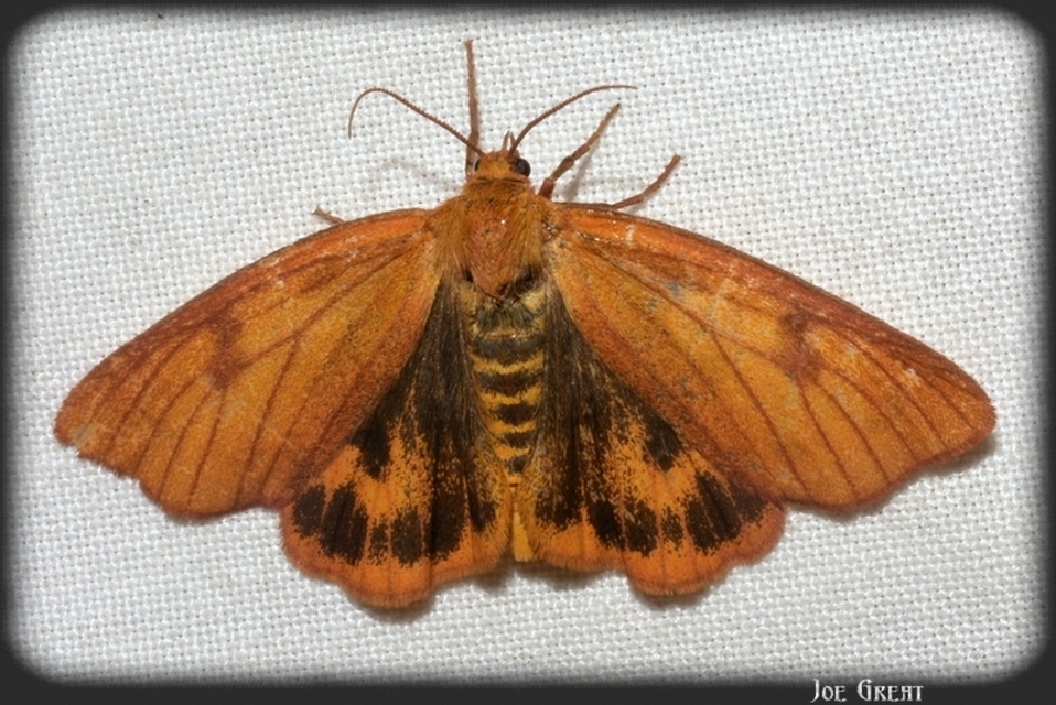 Diacrisia sannio - vörösszélű medvelepke