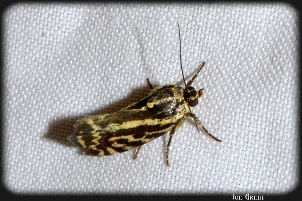 Emmelia trabealis - zebrabagoly
