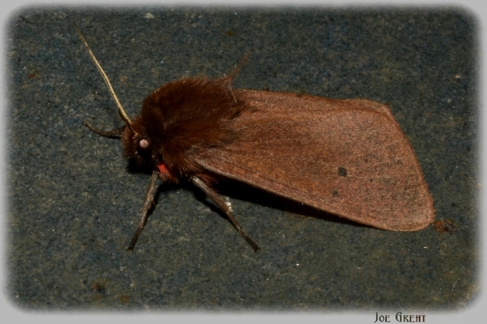Phragmatobia fuliginosa - füstös medvelepke