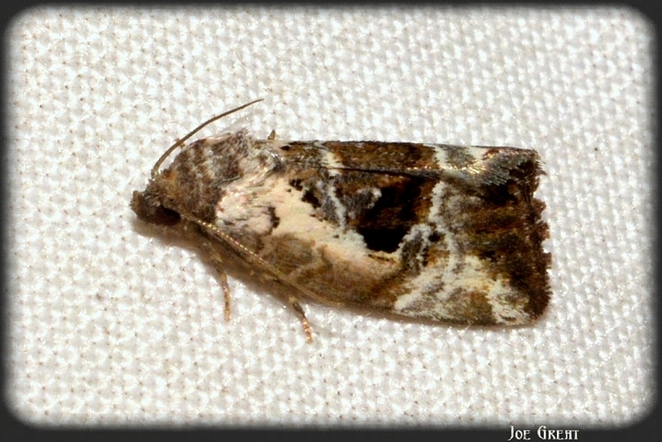 Hapalotis venustula - rózsaszínű mázasbagoly