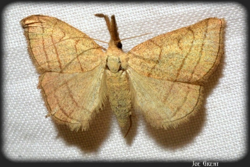 Polypogon tentacularia - sötétaljú karcsúbagoly