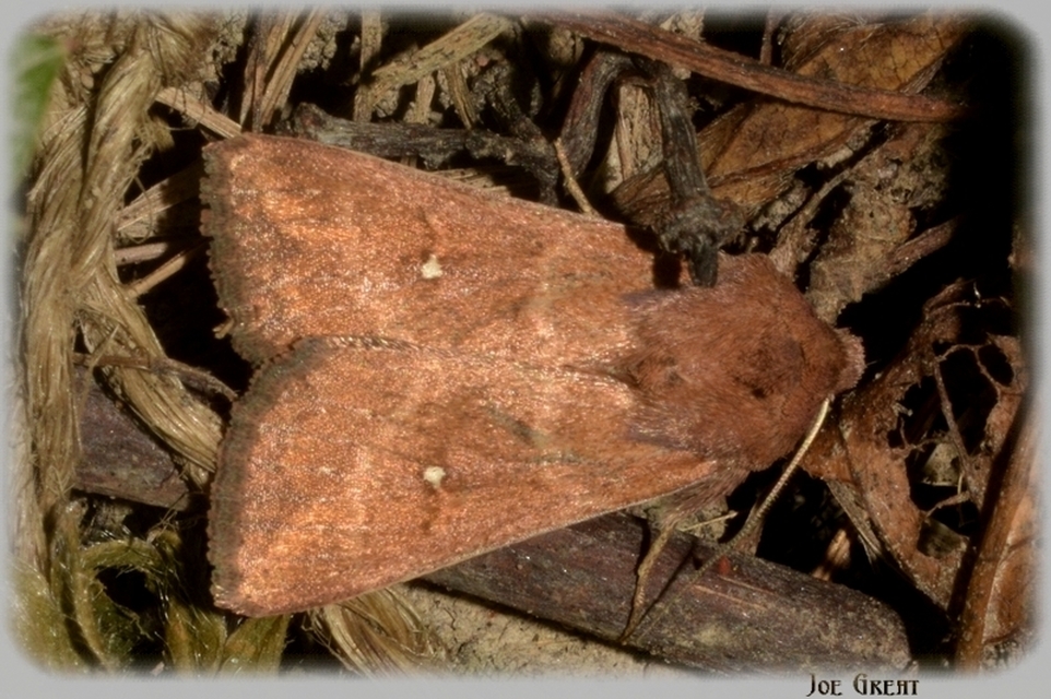 Mythimna albipuncta - fehérpettyes rétibagoly