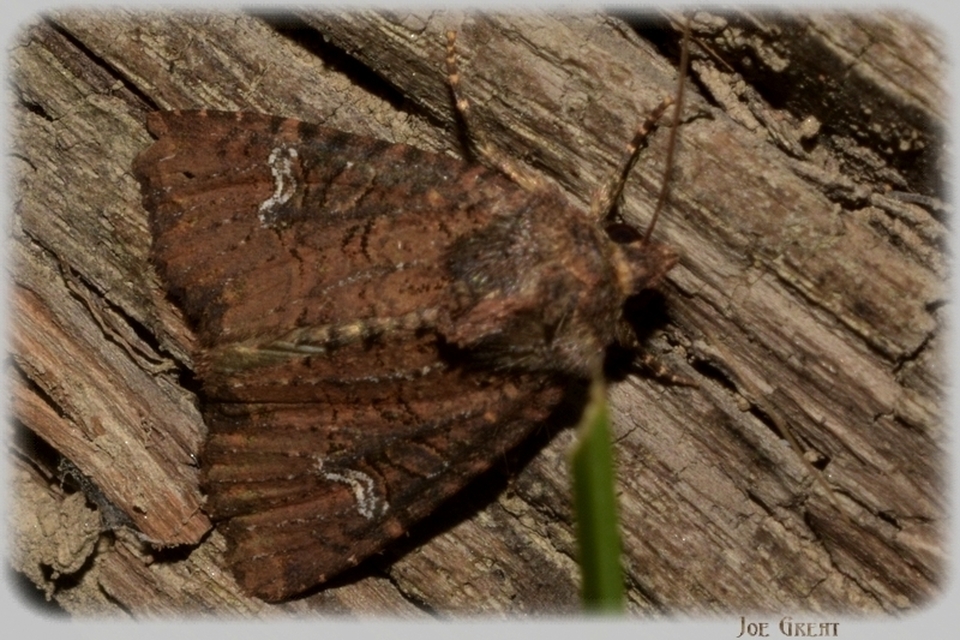 Mesapamea secalella/secalis