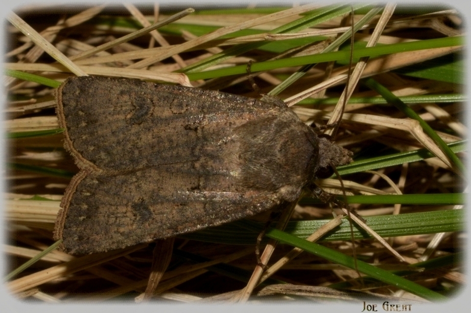 Agrotis segetum - vetési földibagoly