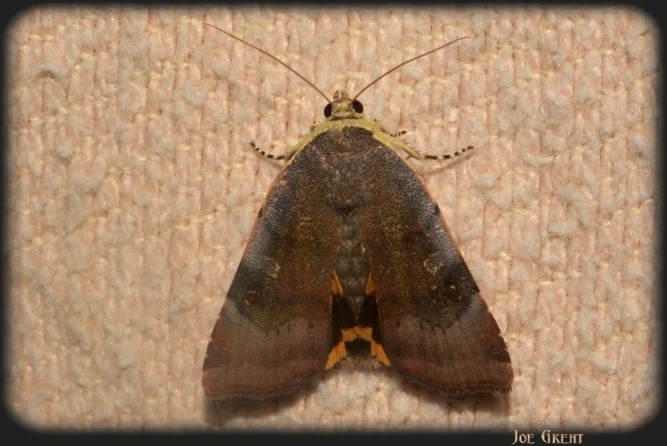 Noctua janthe/janthina