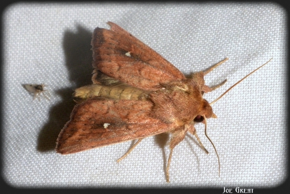 Mythimna albipuncta - fehérpettyes rétibagoly