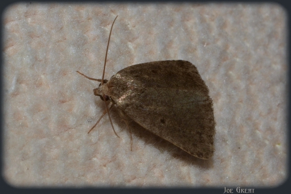 Athetis
