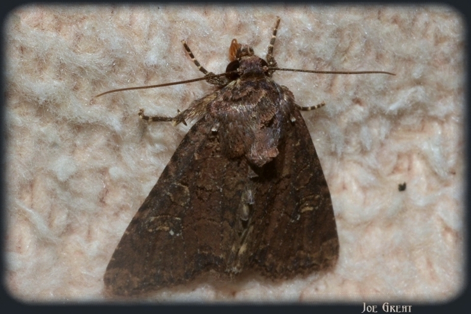 Mesapamea secalella/secalis