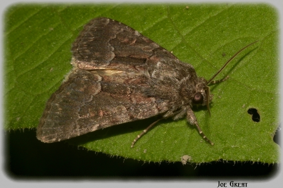 Thalpophila matura - fakó erdeibagoly