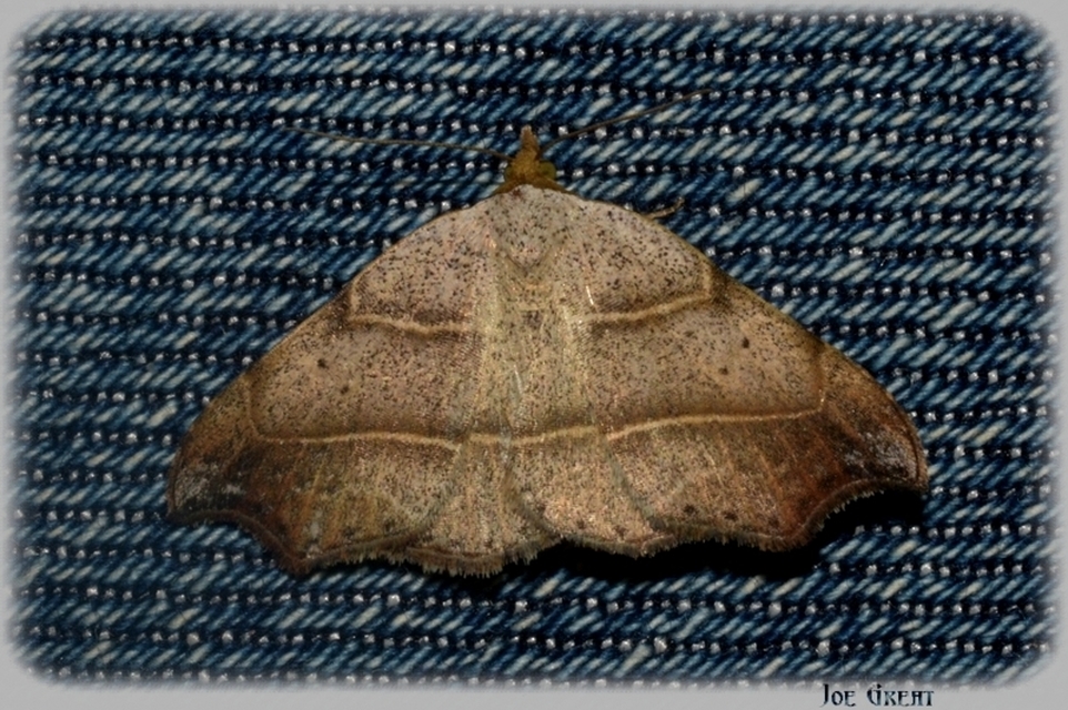 Laspeyria flexula - zuzmóbagoly