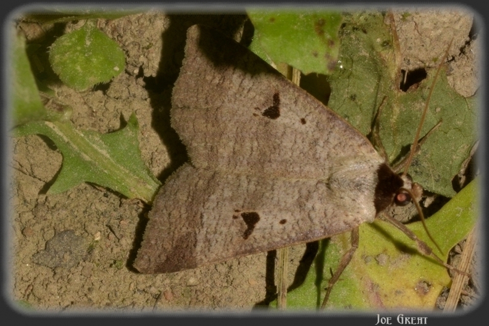 Lygephila pastinum - közönséges csüdfűbagoly