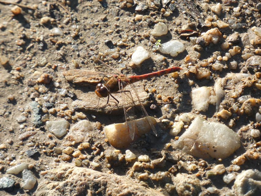 Sympetrum striolatum - harántsávos katona-szitakötő