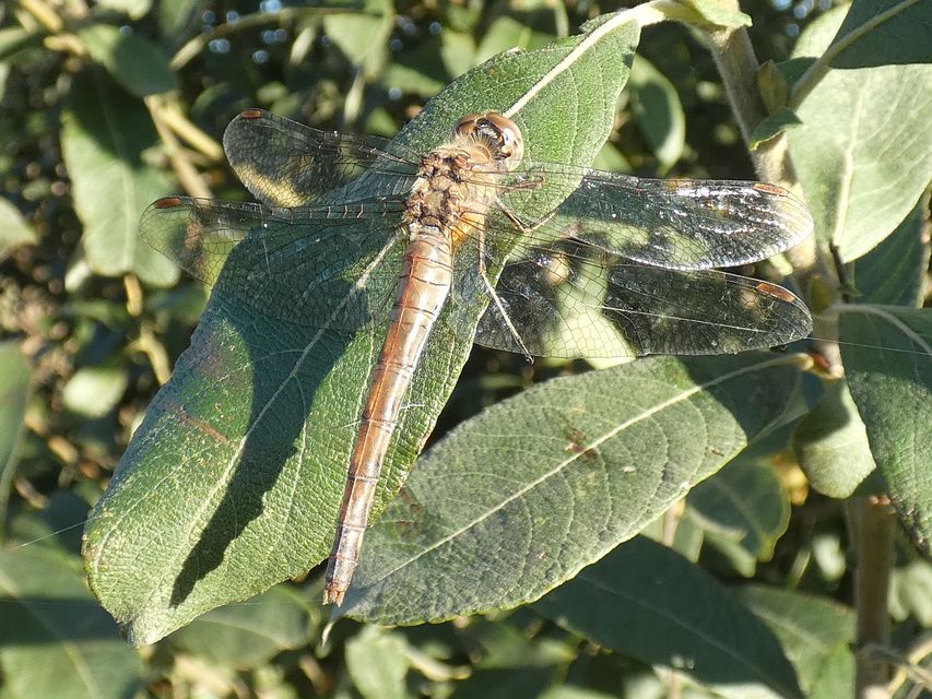 Sympetrum striolatum - harántsávos katona-szitakötő