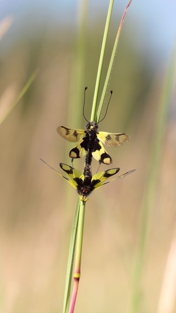 Libelloides macaronius - keleti rablópille